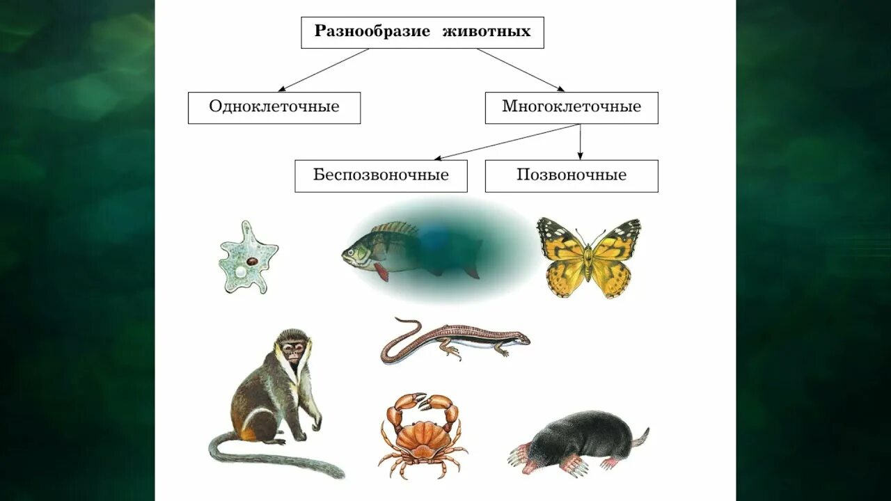 Урок многообразие животных. Беспозвоночные животные. Позвоночные и беспозвоночные животные. Многоклеточные позвоночные животные. Одноклеточные животные и многоклеточные животные.