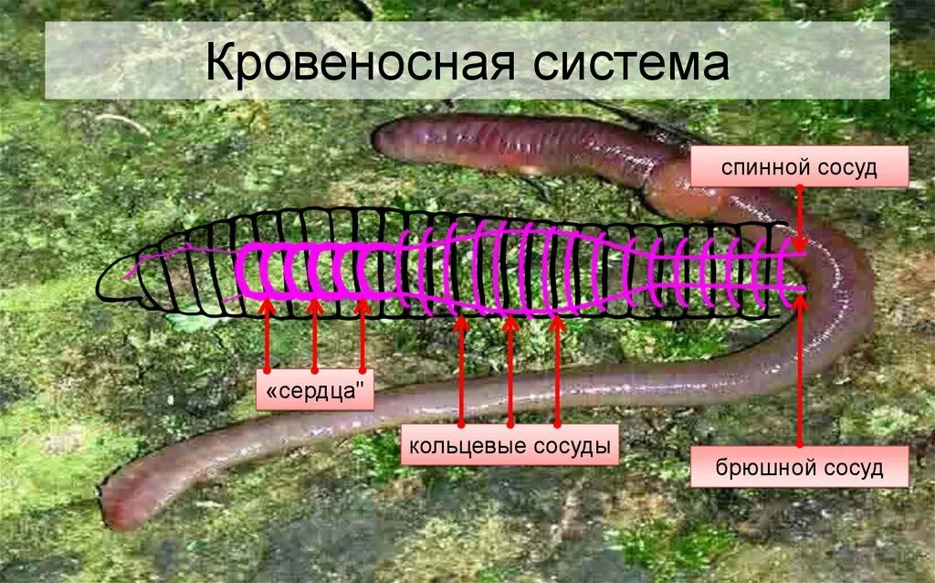 Спинная сторона червя. Кровеносная система кольчатых червей. Сердце кольчатых червей. У дождевого червя есть сердце.