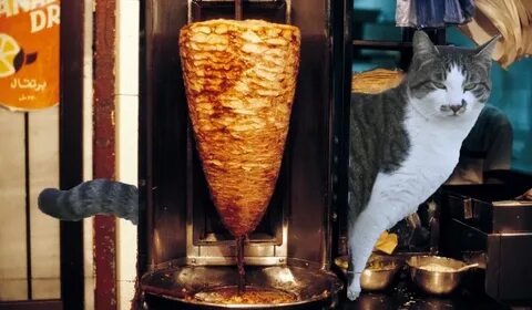 Кот шаурма