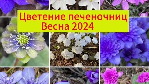 Цветень 2024