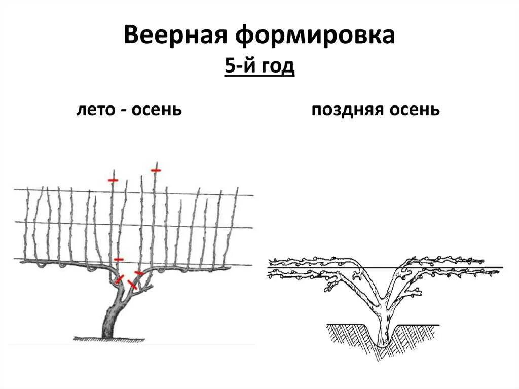 Формировка куста винограда. Веерная формировка винограда. Формировка винограда весной. Веерная бесштамбовая формировка винограда. Весенняя обрезка винограда в средней полосе