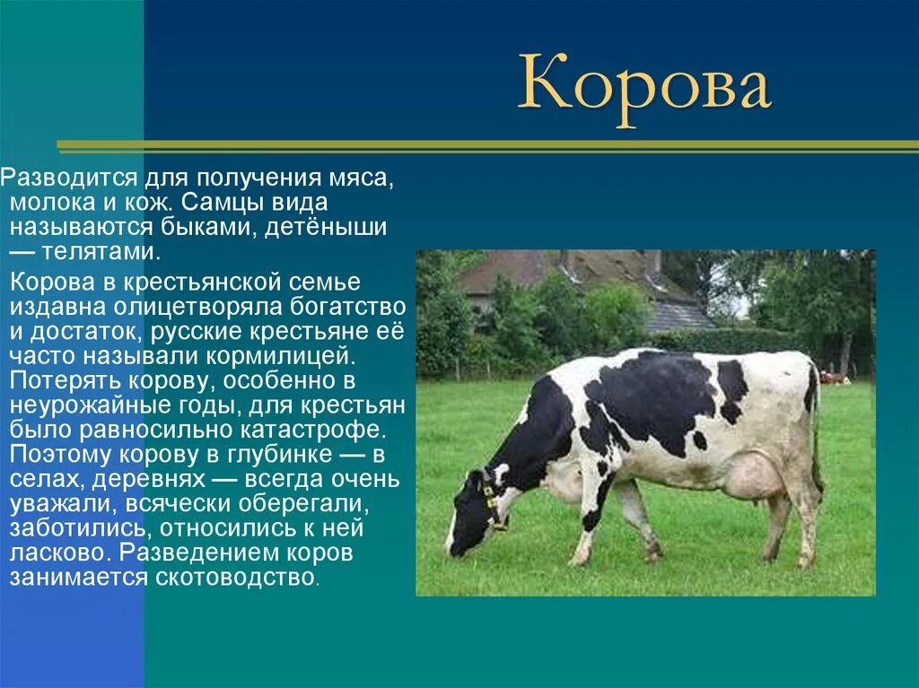 Корова урок 5 класс. Корова для презентации. Домашнее животное корова доклад. Доклад про корову. Проект на тему корова.