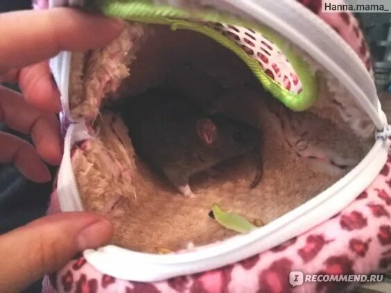 Стая мышей. Усыпляют ли крыс. Усыпляют ли крыс. Усыпляют ли крыс. Как приручить краску к рукам.