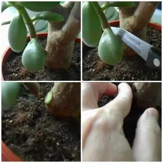 Как посадить денежное дерево из отростка