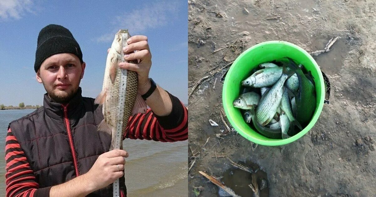 Запрет ловли воблы в астрахани. Вобла рыбалка. Самая большая вобла в Астрахани. Ловля воблы в Астрахани в апреле. Самая крупная Астраханская вобла пойманная.