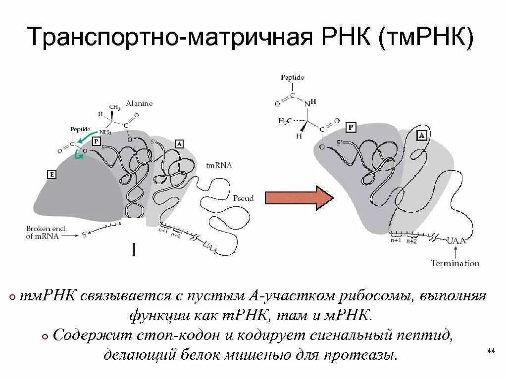 Матричная рнк мрнк. Матричная рнк мрнк
