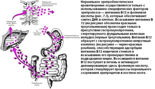 Всасываемость витаминов в кишечнике. Всасывание в12. Всасывание витамина b12.