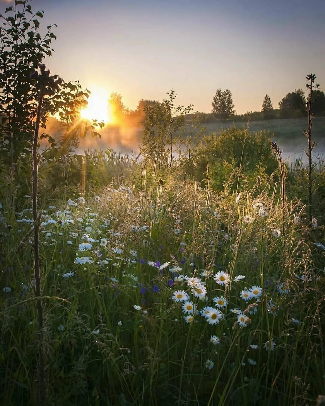 Луг на рассвете. Утренний рассвет. Вечерний июль. Летняя природа. Летняя природа.