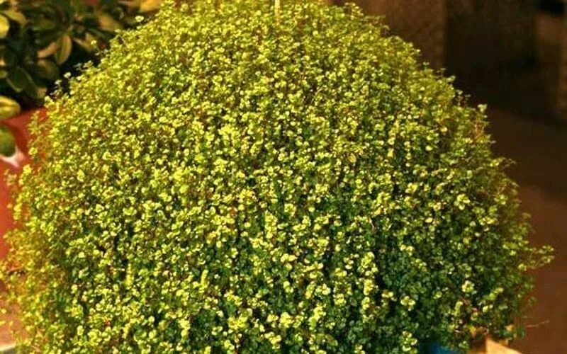 Голден квин. Soleirolia golden. солейролия ауреа. солейролия виды. неймис квин голден.