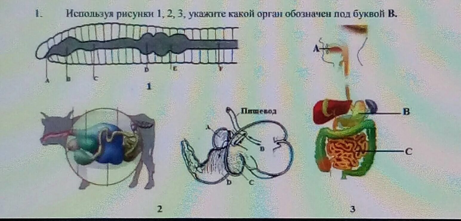 Используя рисунок 100. Системы органов обозначены буквами. К каким системам органов относятся органы обозначенные буквами. Какой орган на рисунке обозначен буквой г. Укажи в какой системе органов относится орган.