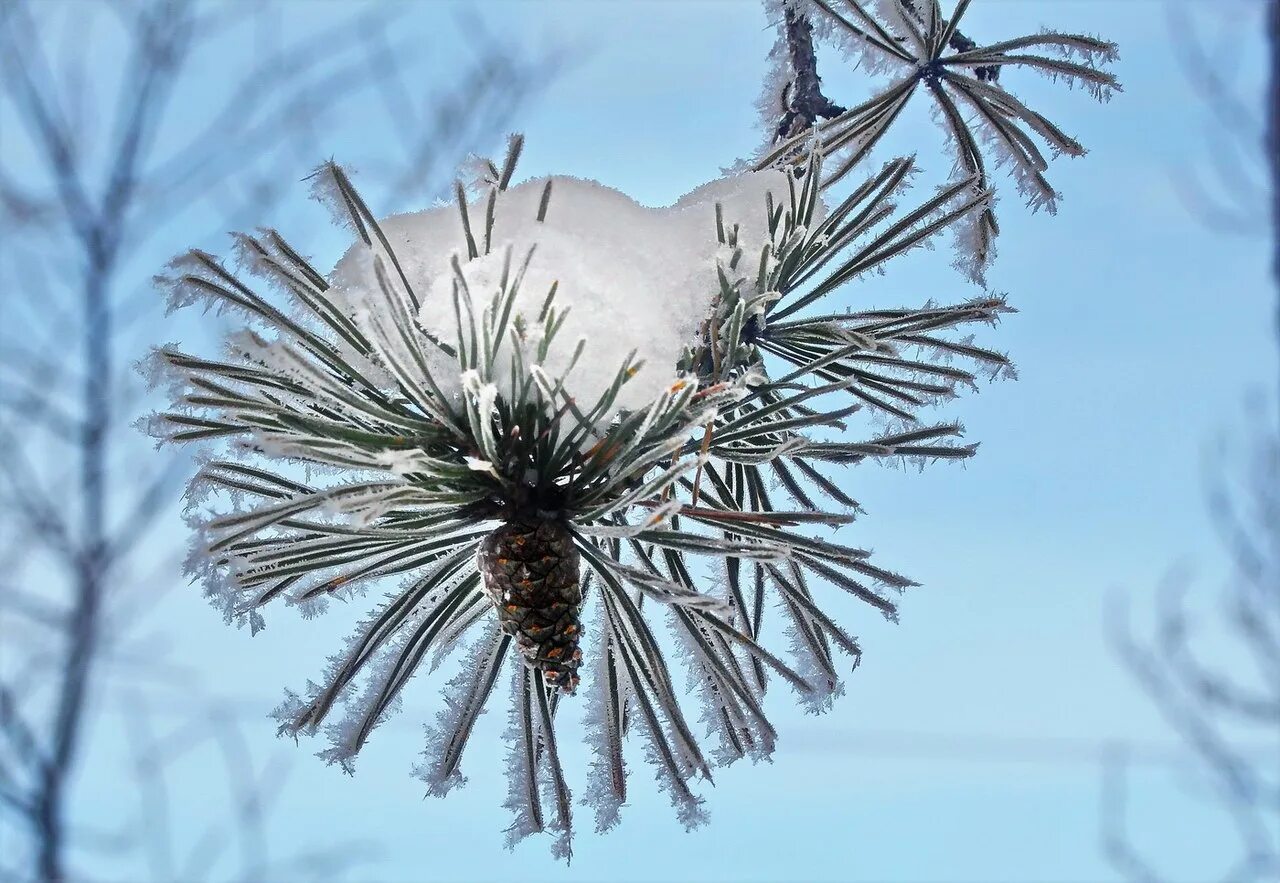 ветки сосны зимой. зимняя ветка. иней на деревьях. ветка сосны. зимние сосны.