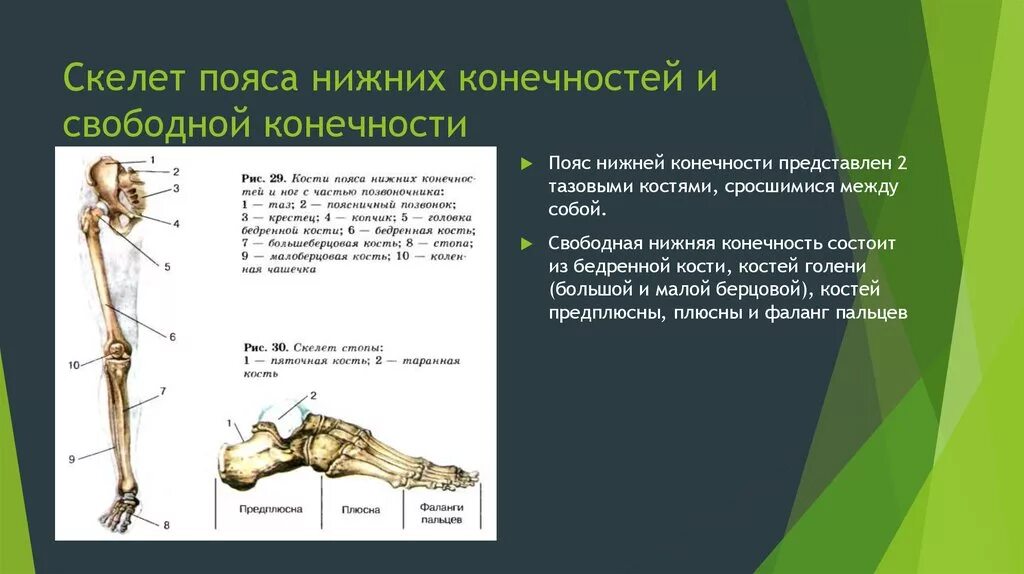 Самая крупная кость поясов конечностей. Строение и функции пояса нижних конечностей человека. Скелет нижней конечности пояс нижней конечности. Строение скелета пояса нижних конечностей. Функции кости пояса нижних конечностей.