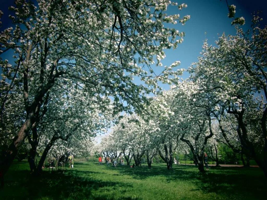 Аллея яблони. Парк Коломенское Яблоневый сад. Усадьба Коломенское яблони. Сады яблони в Ульяновске. Коломенский парк цветение яблонь.