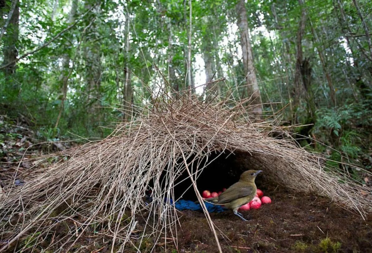 Птица строит шалаш. Шалашник птица гнездо. Шалашник птица шалаш. Австралийский шалашник птица. Шалашник птица.