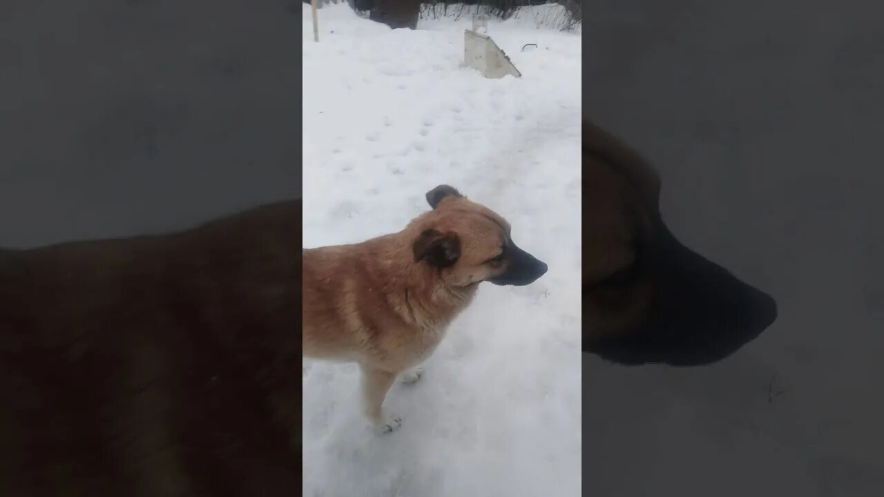 Ошейник изгрзла собака. Мальчика покусала собака.