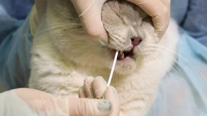 Грипп котов. Коты болеют коронавирусом. Кошки могут заразиться коронавирусом. Болеют ли кошки гриппом.