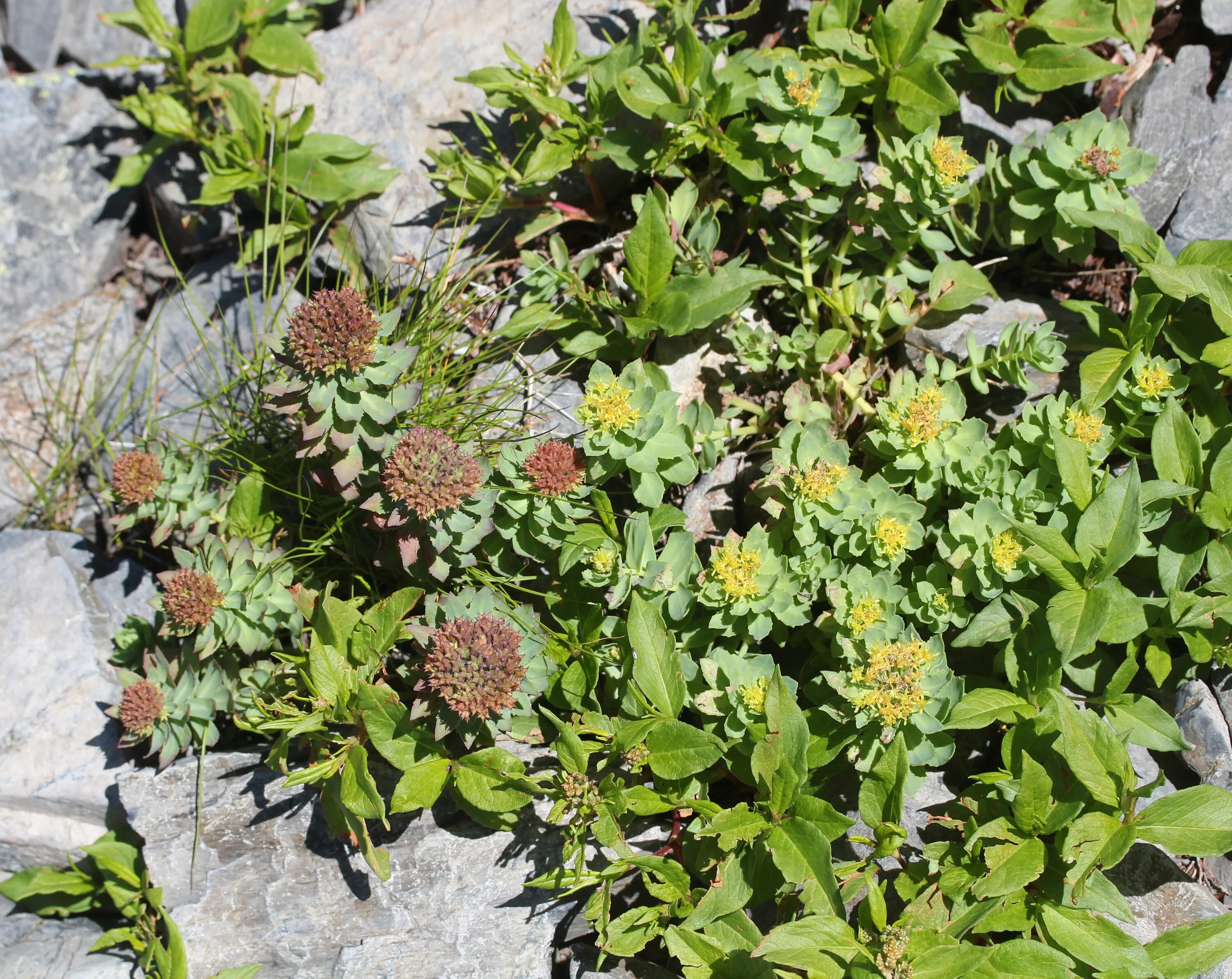 Родиола четырехраздельная. Родиола четырехчастная (красная щетка)- Rhodiola quadrifida. Родиола Литвинова. Rhodiola rosea (родиола) семена.