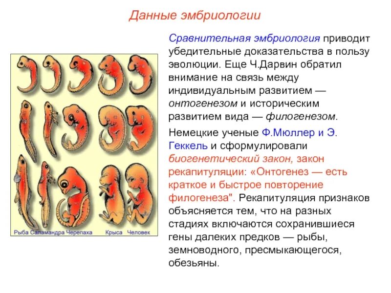 Онтогенез позвоночных закон геккеля. Данные эмбриологии человека. Сравнительная эмбриология. Данные сравнительной эмбриологии. Направления эмбриологии.