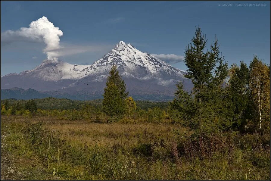 Извержение лавы. Вулкан толбачик. Лес вулкан. Лес вулкан. Лес вулкан.