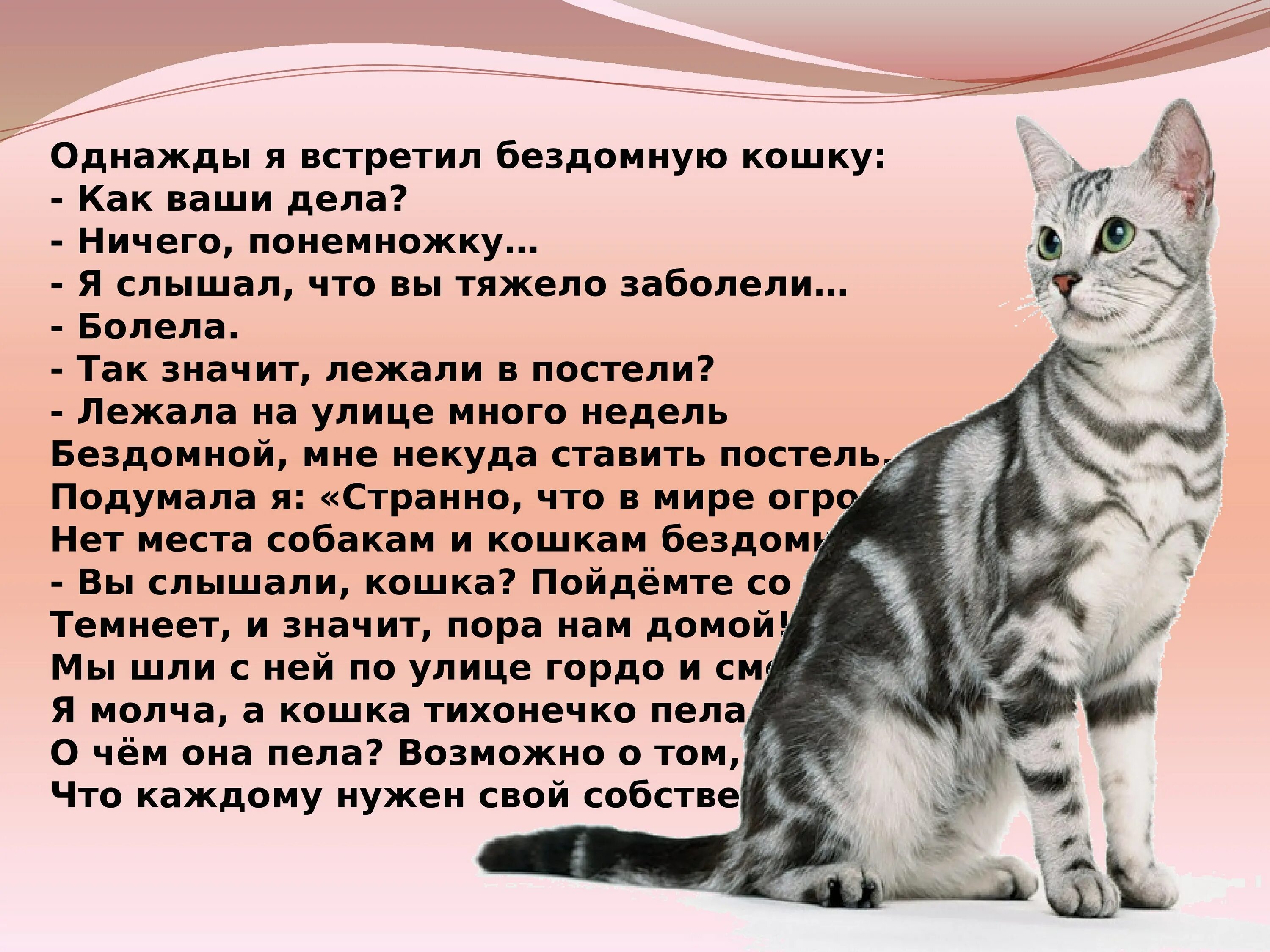 Рассказ о котах. Стихи про домашних кошек. Рассказ о домашних кошках. Стихи про кошек красивые. Информация про кошек