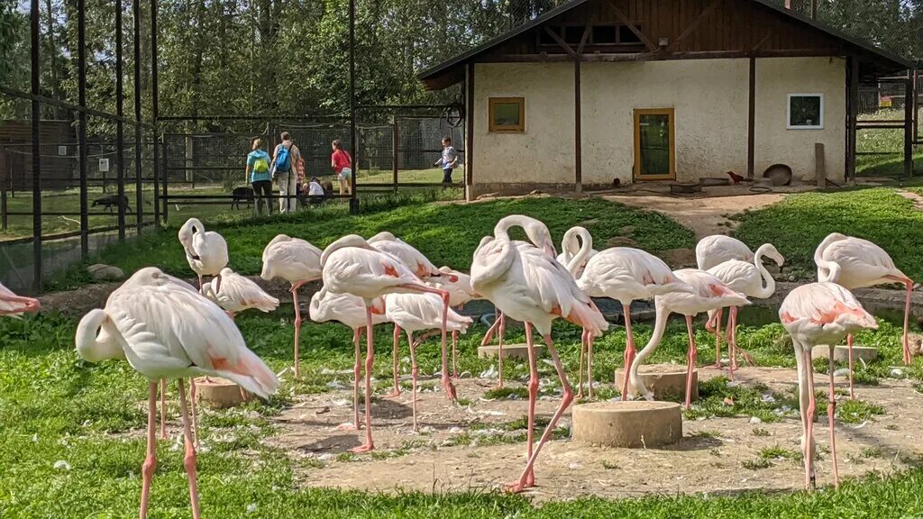 Парк птиц обнинск. Парк птиц воробьи Калужская область. Парк птиц воробьи, село Совхоз победа. Парк воробьи Калуга. Птичий парк воробьи в Калужской области.