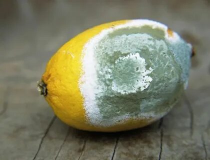 Белый налет на плодах