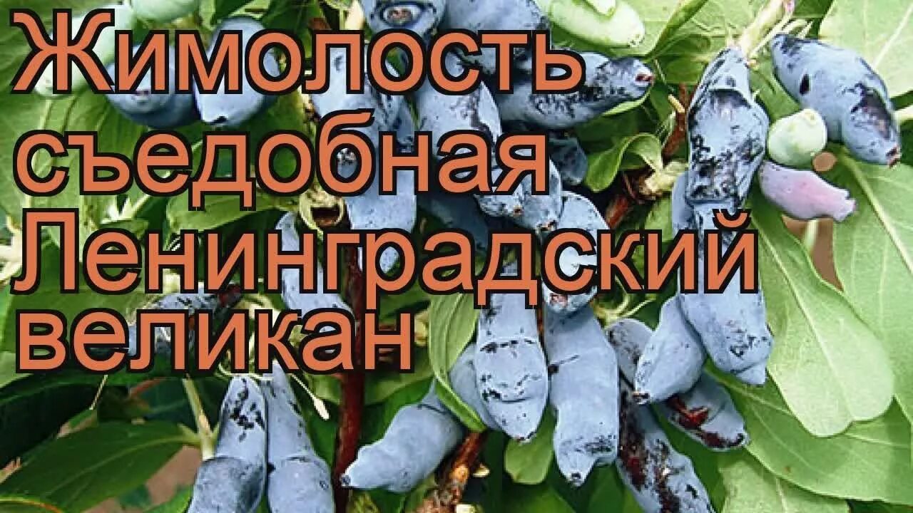 Жимолость дочь великана опылители. Жимолость съедобная Ленинградский великан. Жимолость Бакчарский великан куст. Жимолость Ленинградский великан. Жимолость сорт великан.