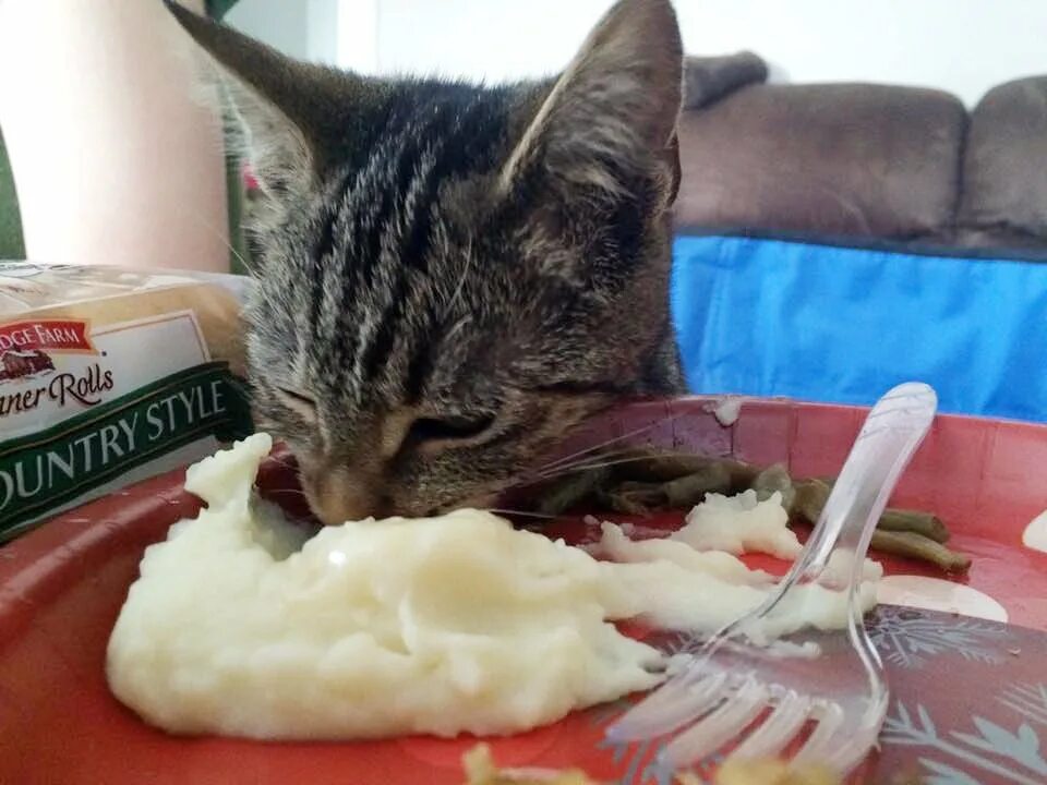 Кот ест дыню. Кот жрет сыр. Почему кот сырой. Кошка кушает. Кот кушает картошку.