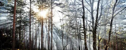 Архангельское лесничество