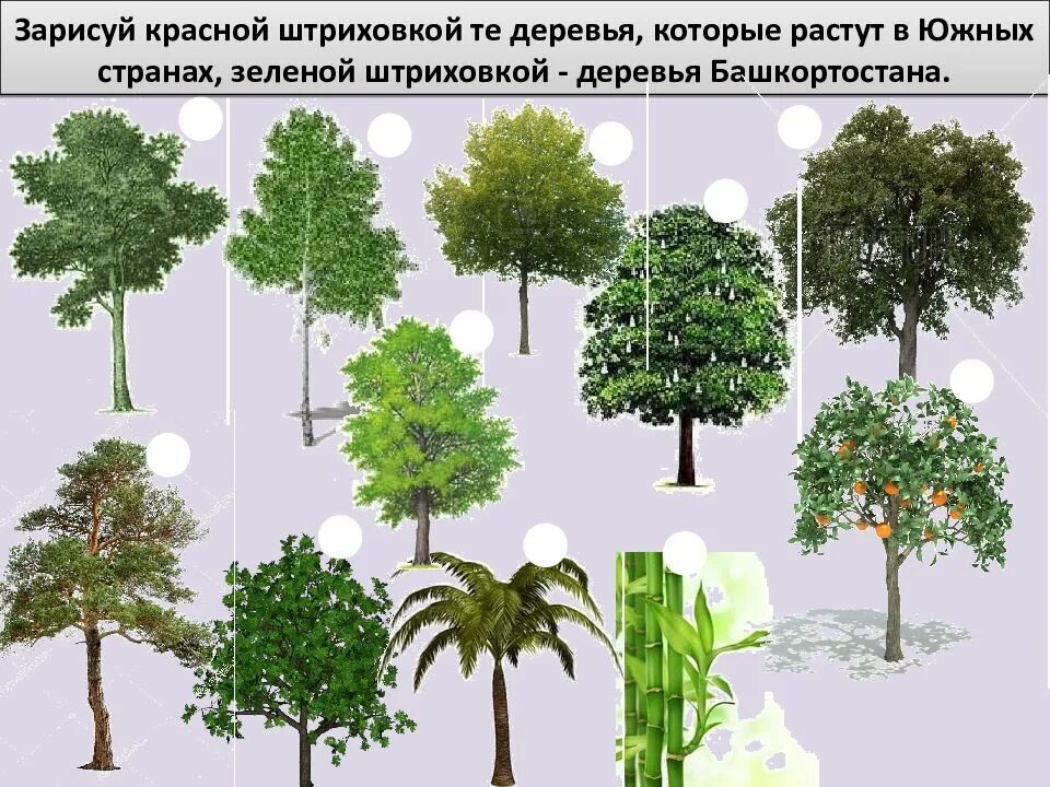 В каких странах какие растут деревья. Деревья в южных странах. деревья башкирии и их названия. олимпиада для дошкольников по экологии. задания для олимпиады по экологии для дошкольников.
