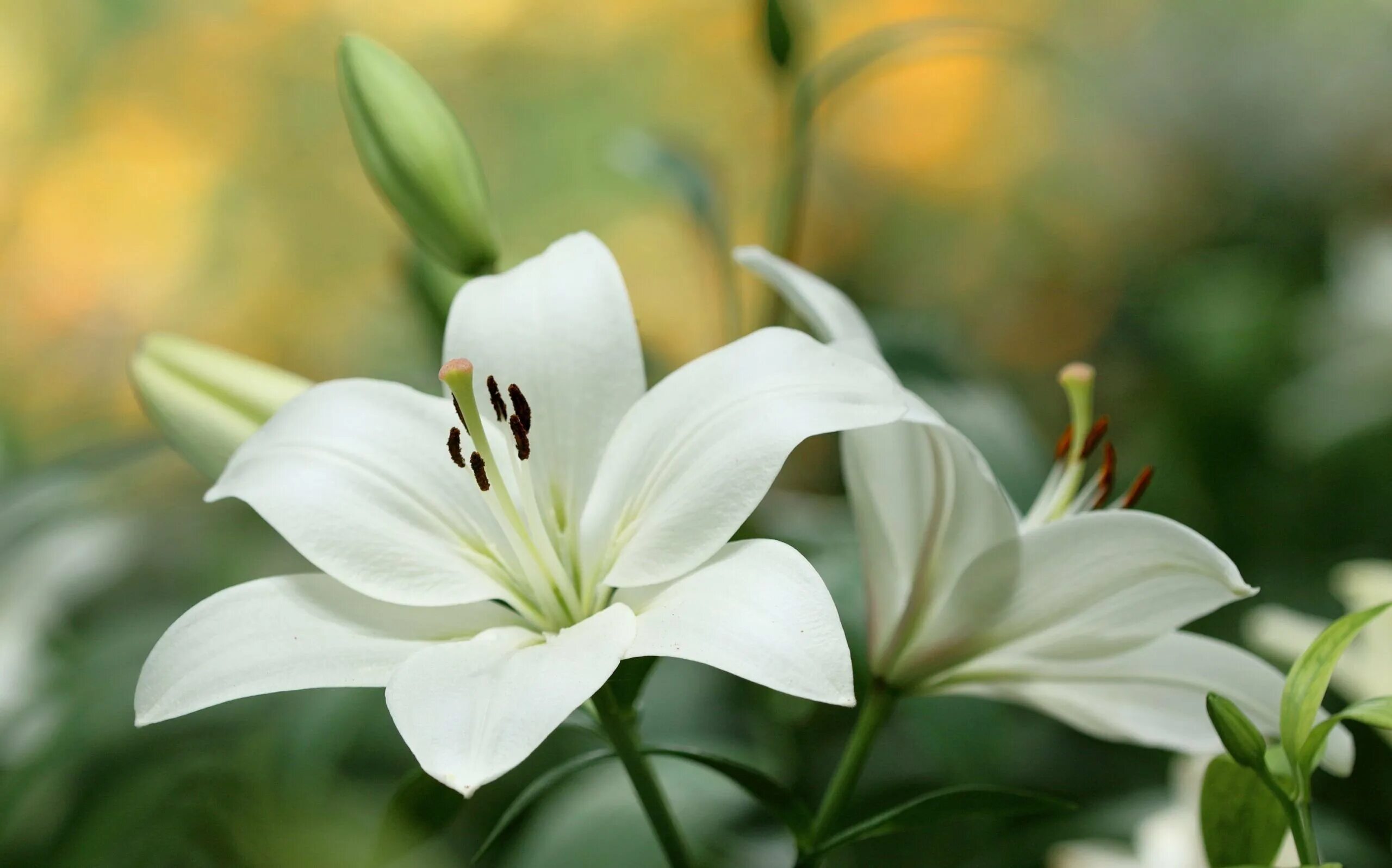 Лилия Сильвер. Лилия Kamsberg. Лилия белая (Lilium candidum).