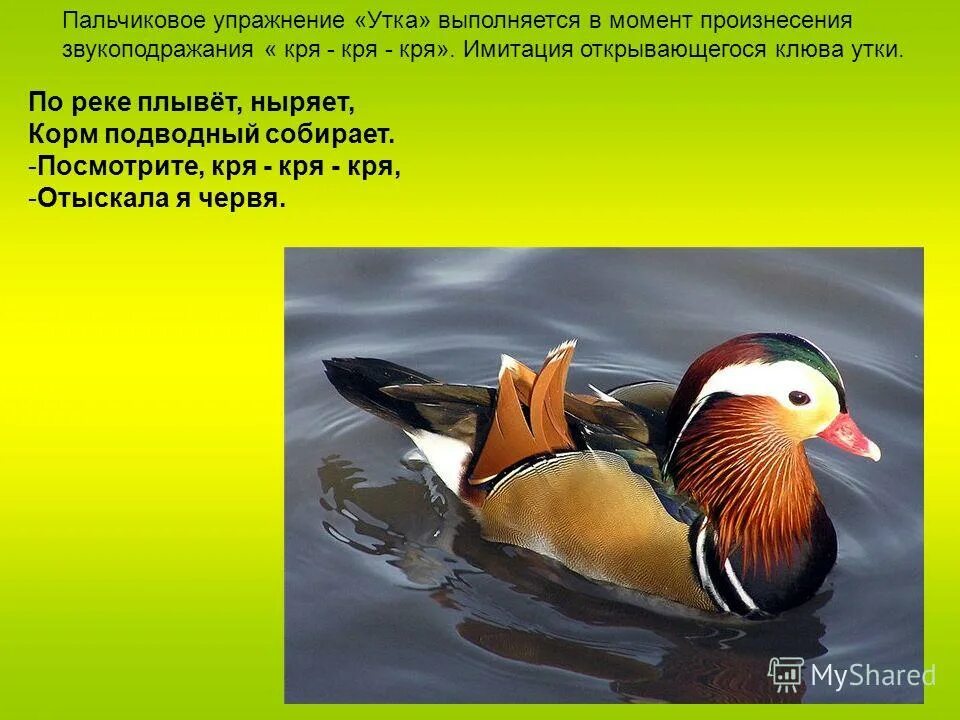 пальчиковая гимнастика про утку. пальчиковая гимнастика для детей утята. пальчиковая гимнастика утята. пальчиковая гимнастика гуси гуси. упражнения пальчиковой гимнастики гусь.