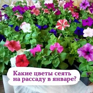 Какие цветы сеют на рассаду в январе