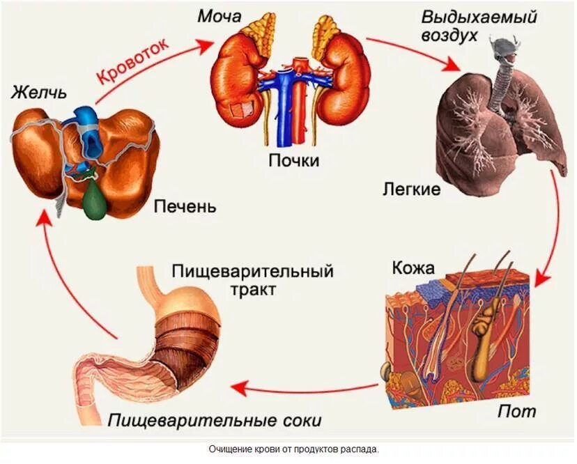 Почка влияет на печень. Легкие орган выделения. Органы выделения человека схема. Система органов выделения.