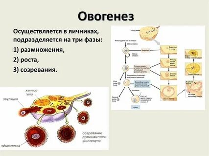 Фазы образования яйцеклетки