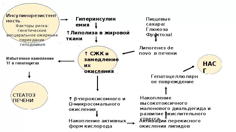 Лечение алкогольного жирового гепатоза. Неалкогольная жировая болезнь печени патогенез. патогенез жирового гепатоза печени. стеатоз печени механизм развития. нжбп патогенез.