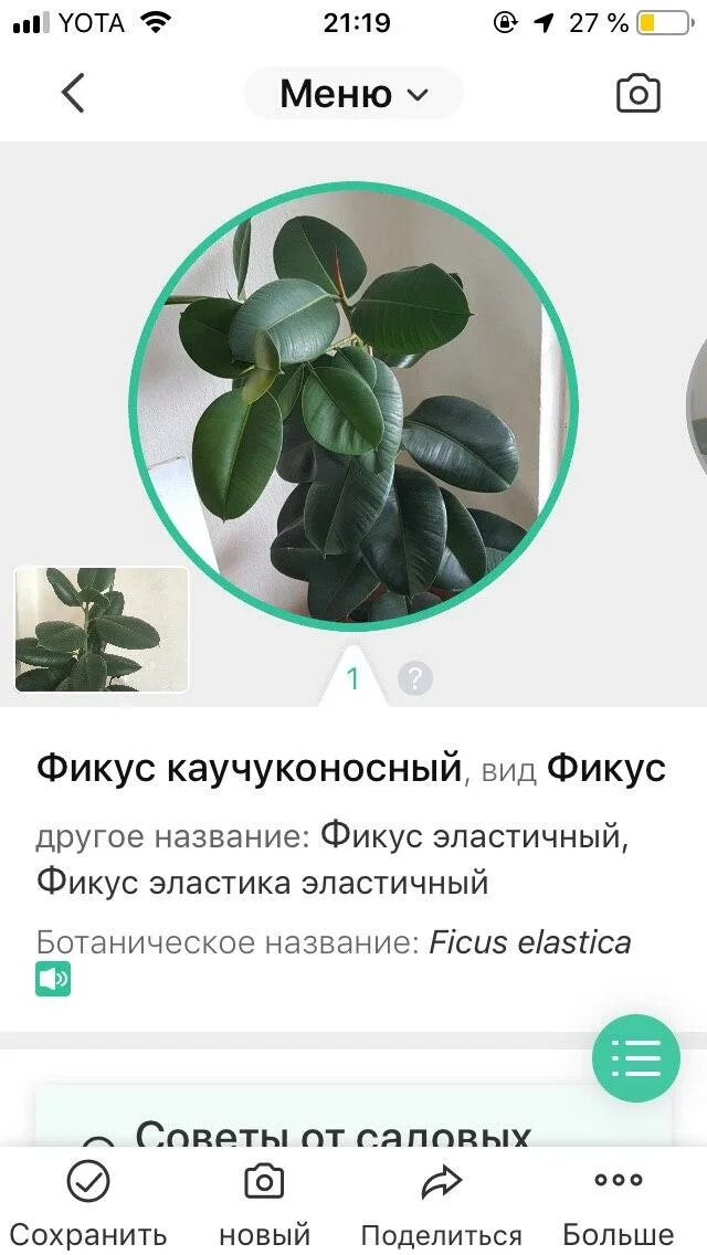 Картинки КОМНАТНЫЕ НА Д