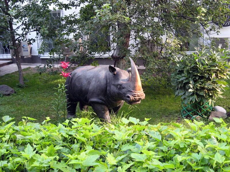 двурогий носорог черный. парк крюгера носорогов. суматранский носорог, индонезия. суматранский носорог детеныш. шерстяной носорог.