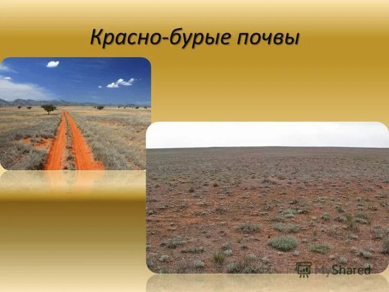 Красно бурые почвы австралии. Красно-желтые ферраллитные почвы африки. Красные ферраллитные почвы австралии. Почвы саванны в африке. Красно бурые почвы.