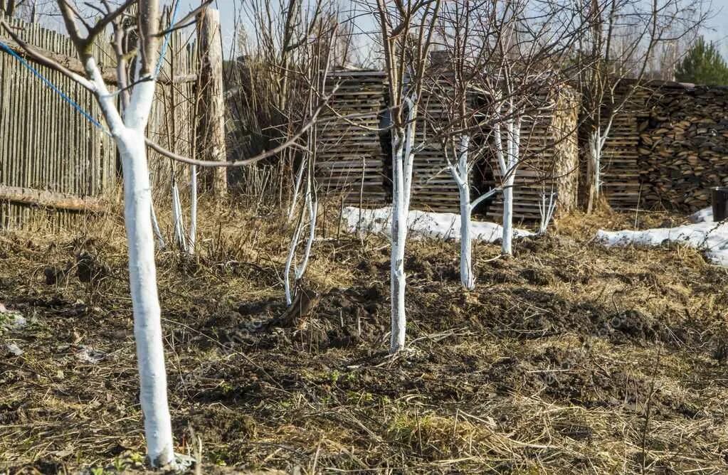 Побелка деревьев. Побеленные деревья. Побелка молодых деревьев. Побеленные стволы деревьев.