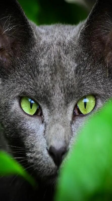 cat color green eyes wallpaper background Russian blue cat, Russian blue, Cats