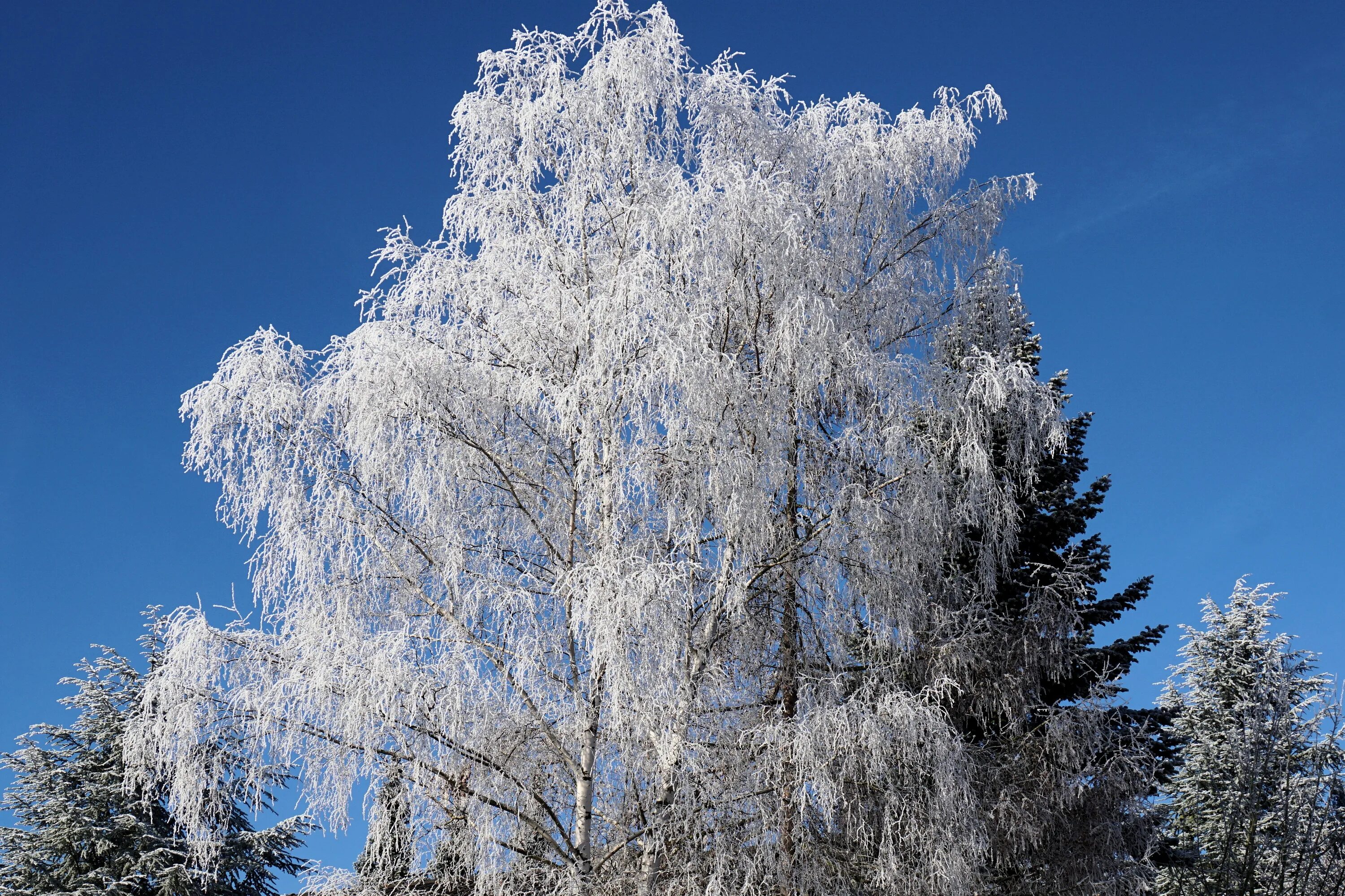 Березки лед. Береза зима. Деревья Есенина берёза. Зимнее дерево. Береза в снегу.