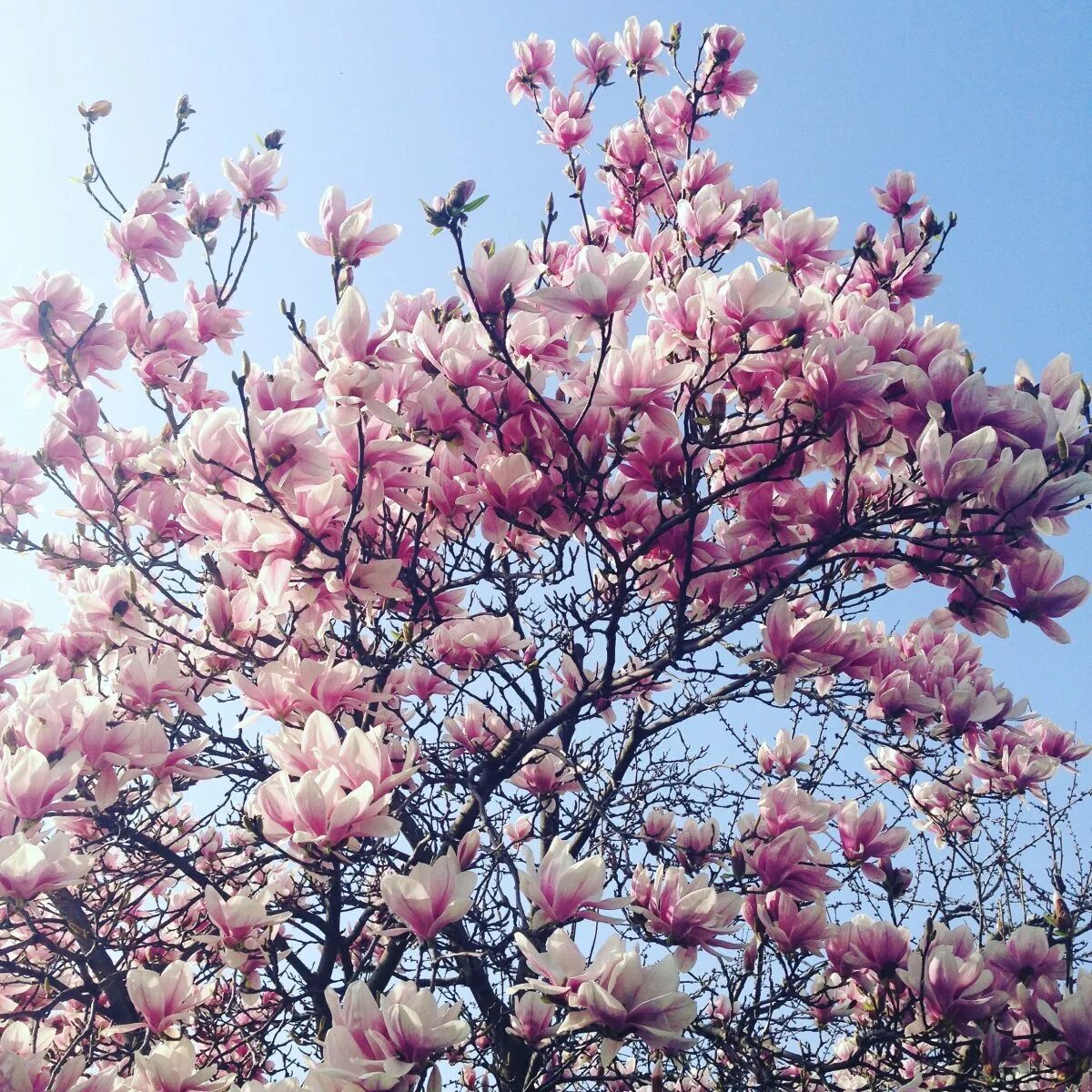 Розовые деревья в краснодаре. Магнолия розовая дерево. Магнолия тюльпановидная дерево. Магнолия дерево цветение. Магнолия розовая куст.
