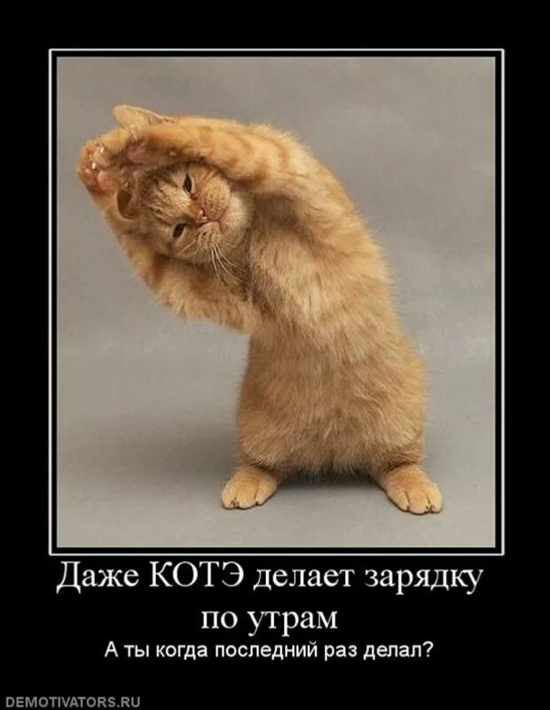 Утренняя зарядка юмор. Зарядка юмор. Шутки про зарядку по утрам. Приколы про зарядку утром. Юмор про зарядку по утрам.