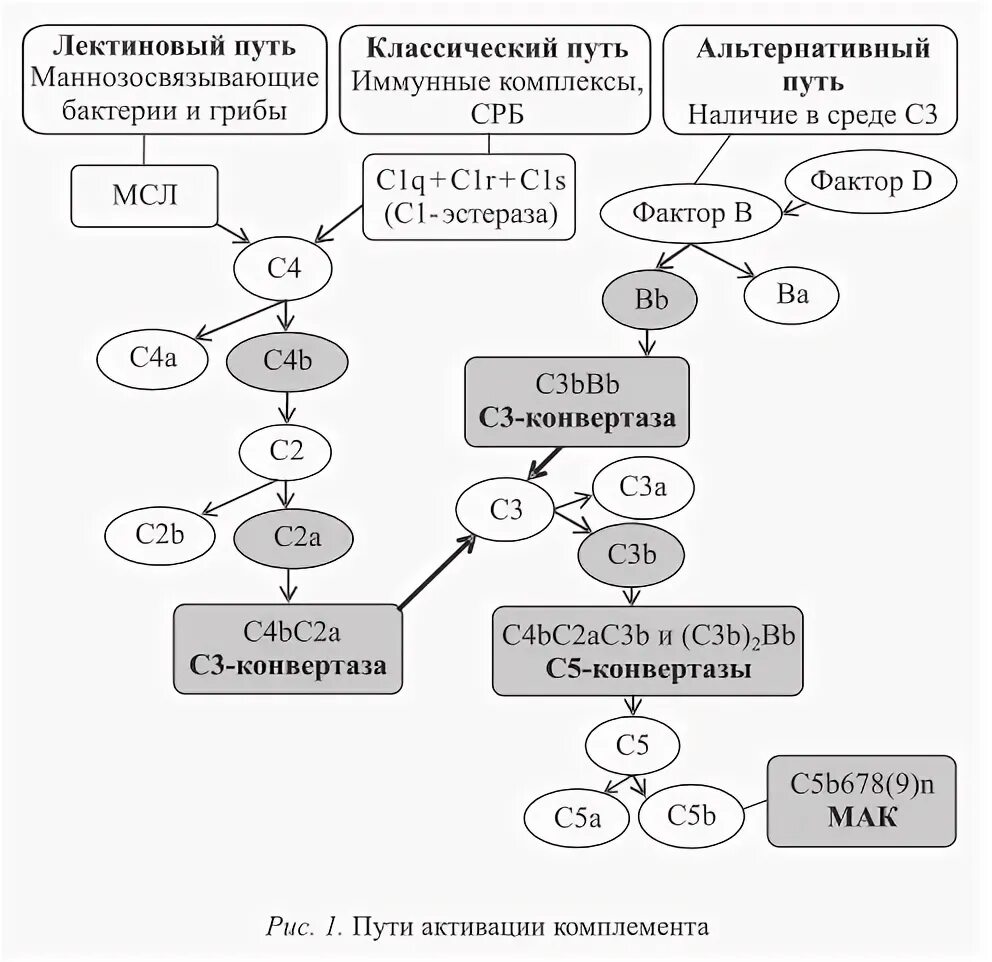 С1 компонент комплемента. Система комплемента иммунология лектиновый путь. активация системы комплемента лектиновый. система комплемента иммунология классический путь. лектиновый путь активации комплемента.