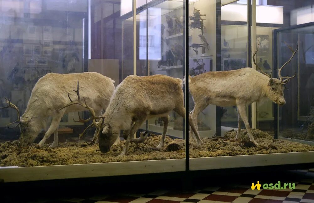 Зоологический музей мгу фото Отзыв о Зоологический музей МГУ им. М.В.Ломоносова (Россия, Москва) Этот музей б