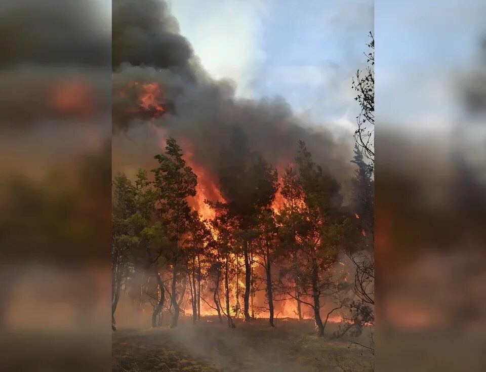 Пожар в д лесная. Лесной пожар Борский район 2021. Борский район Нижегородской области Лесные пожары. Лесные пожары в Самарской области. Лесные пожары в Приуралье.