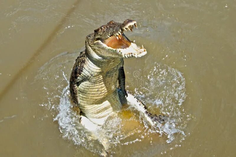 Крокодилы в соленой воде