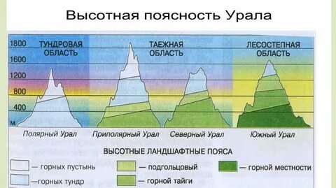 Формирование типов высотной поясности