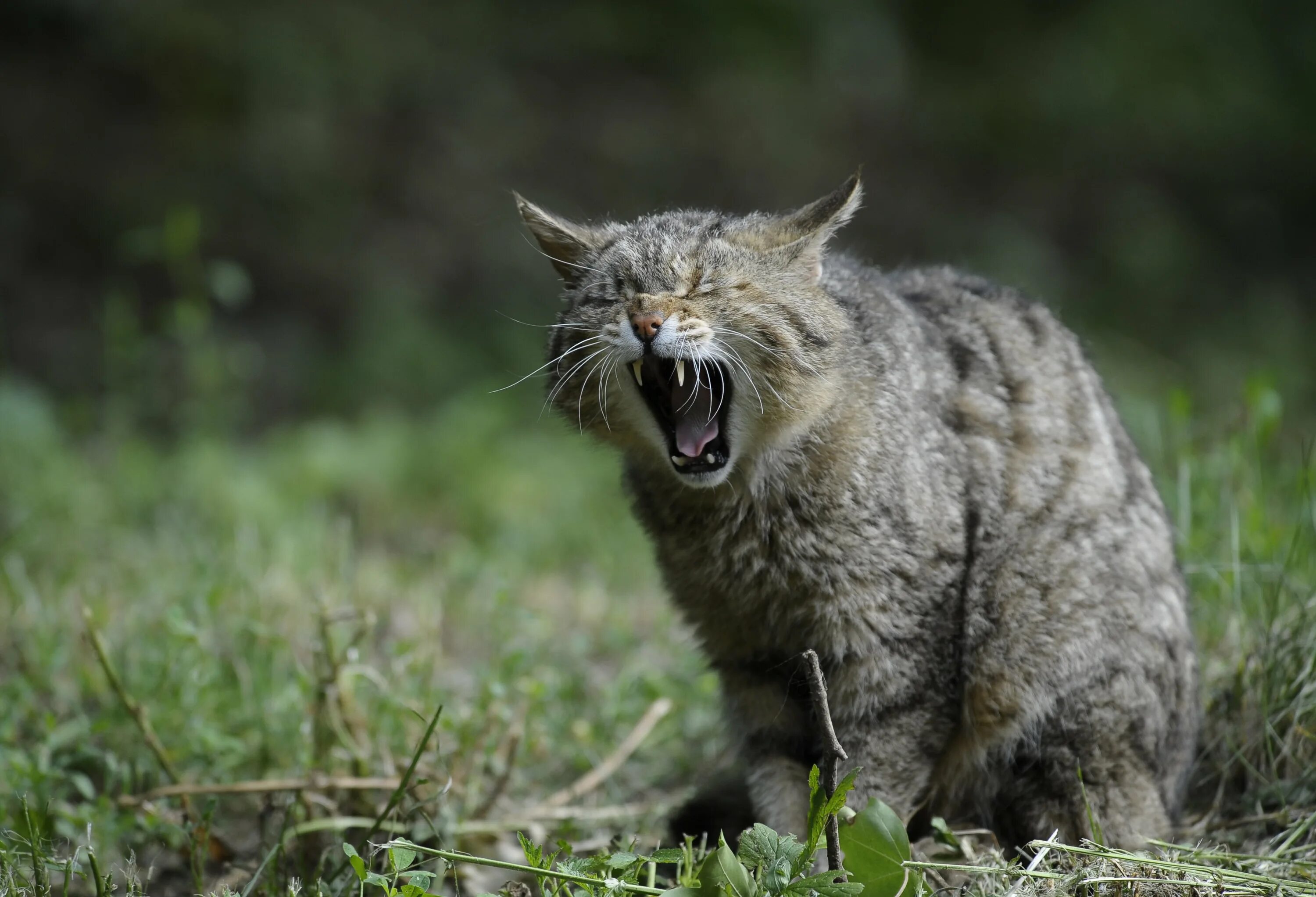 Шипение котов звук. Европейский Лесной кот камышовый. Дикий Лесной кот. Дикая Лесная кошка. Злой Лесной кот.